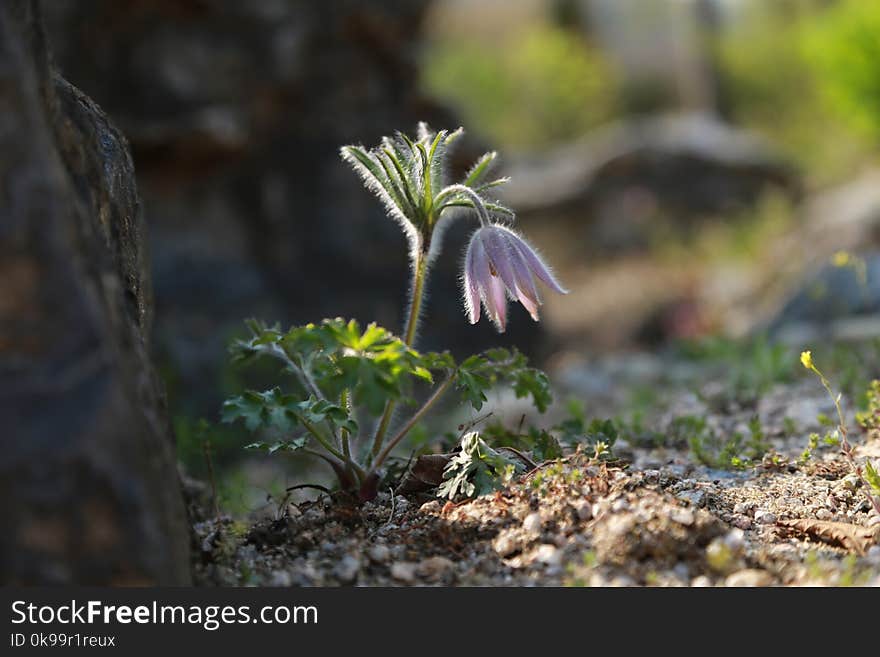 Plant, Flora, Vegetation, Leaf