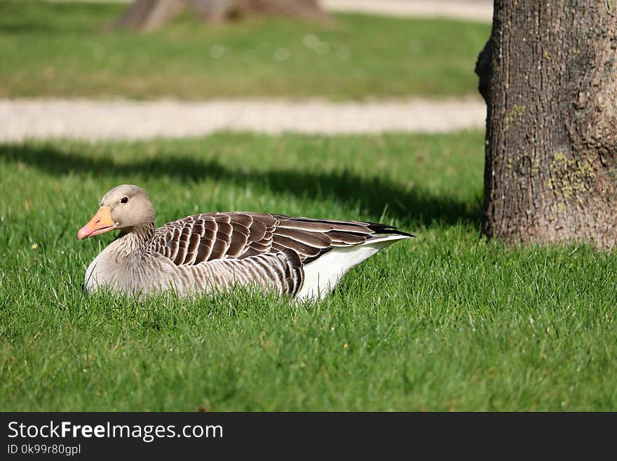 Bird, Fauna, Ecosystem, Water Bird