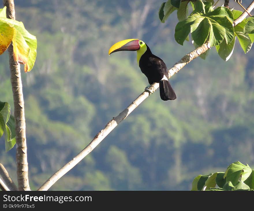 Bird, Toucan, Beak, Ecosystem