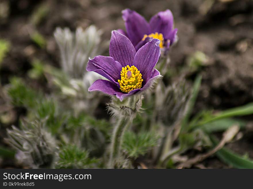 Flower, Flora, Plant, Purple