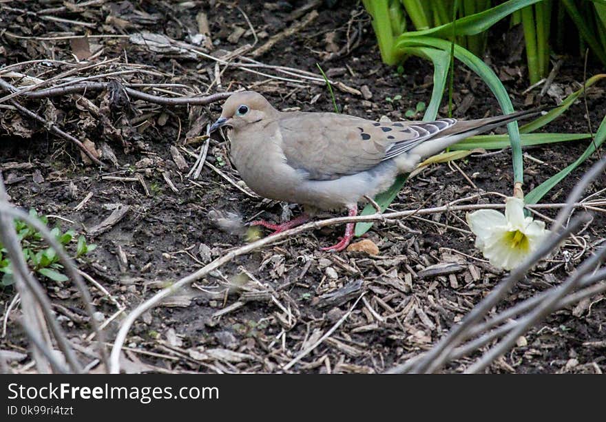 Bird, Fauna, Ecosystem, Beak