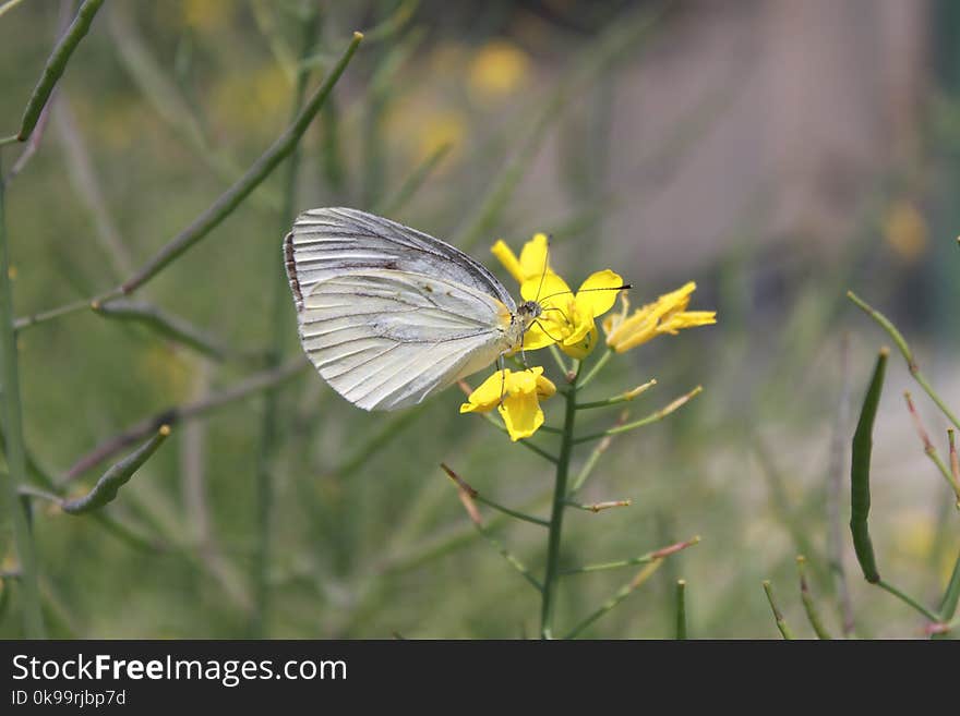 Butterfly, Moths And Butterflies, Insect, Flora