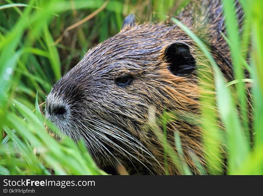 Fauna, Wildlife, Mammal, Beaver