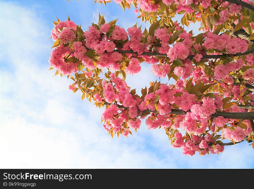 Blossom, Pink, Flower, Spring