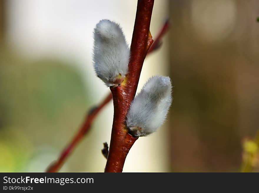 Bud, Flora, Branch, Twig