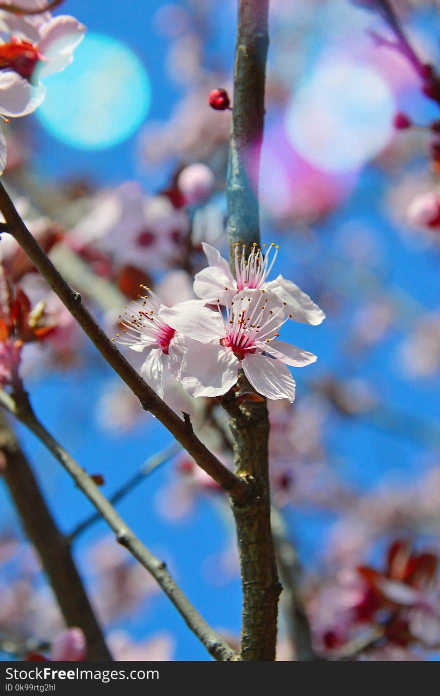 Blossom, Blue, Branch, Spring