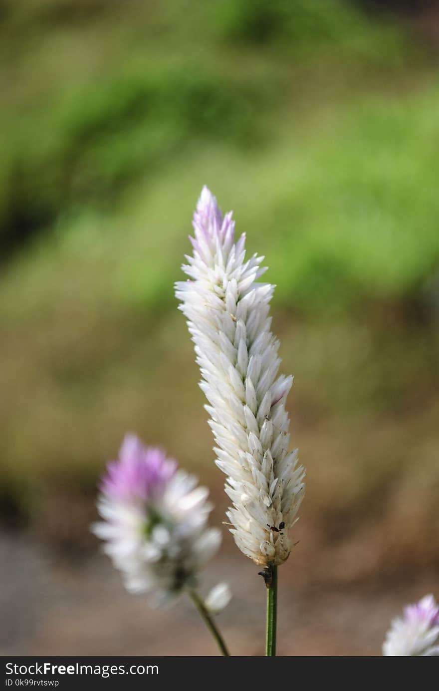 Plant, Flower, Grass Family, Flora