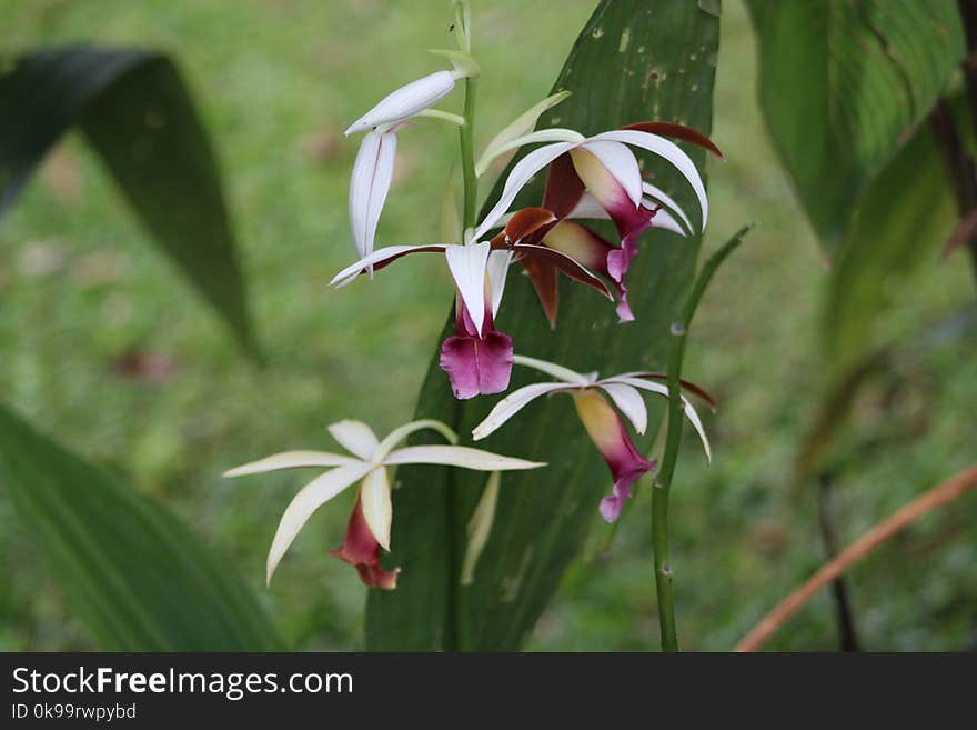 Plant, Flower, Flora, Flowering Plant