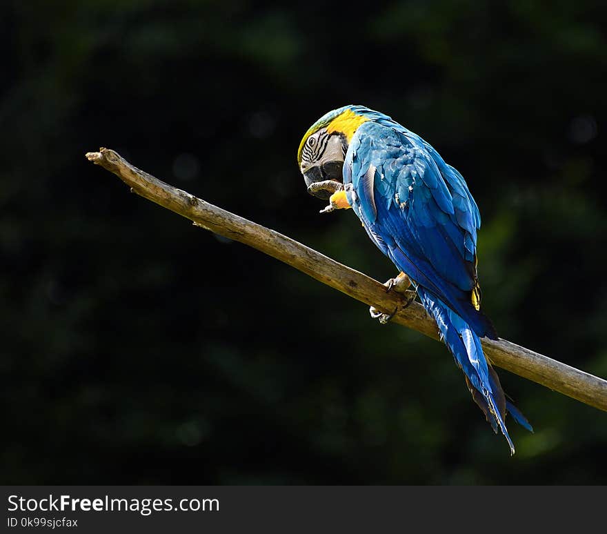 Bird, Macaw, Parrot, Beak