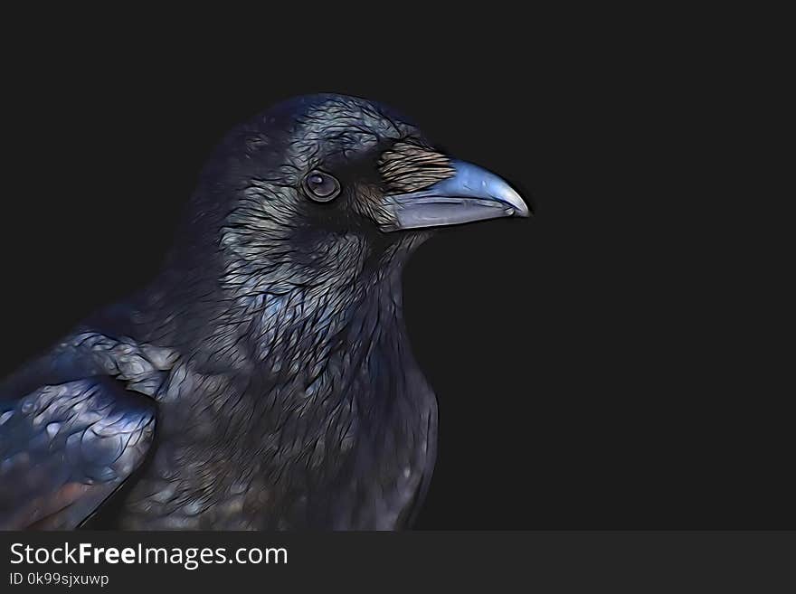 Bird, Beak, Crow Like Bird, Raven