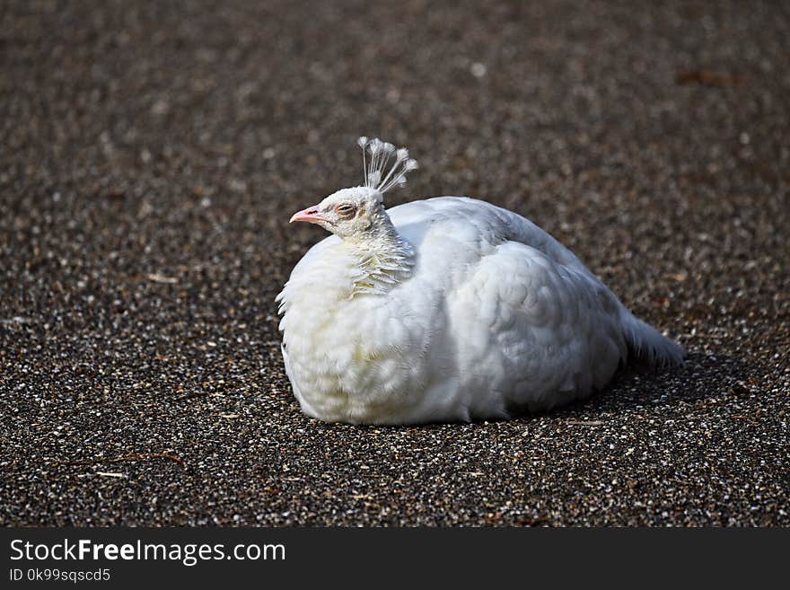 Bird, Chicken, Galliformes, Fauna