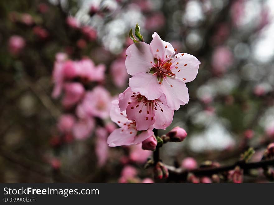 Blossom, Pink, Flower, Spring