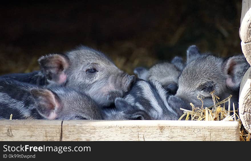 Pig Like Mammal, Mammal, Fauna, Pig