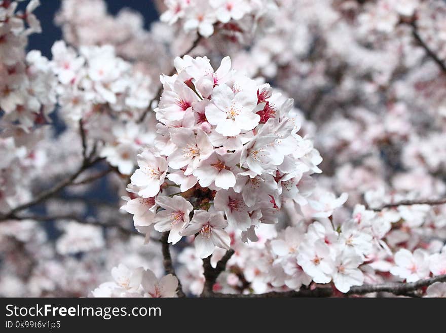 Blossom, Flower, Pink, Plant