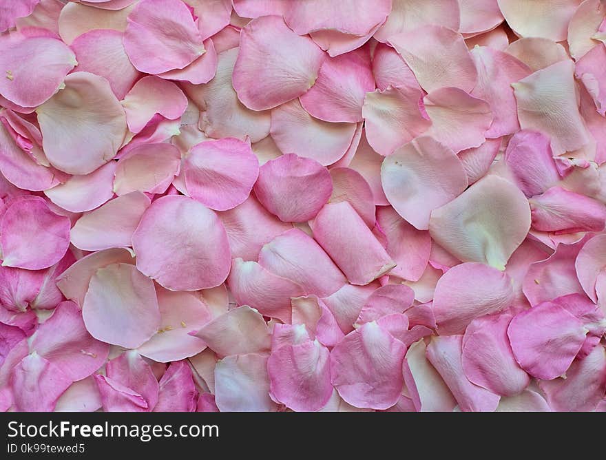 Pink, Flower, Petal, Rose Family