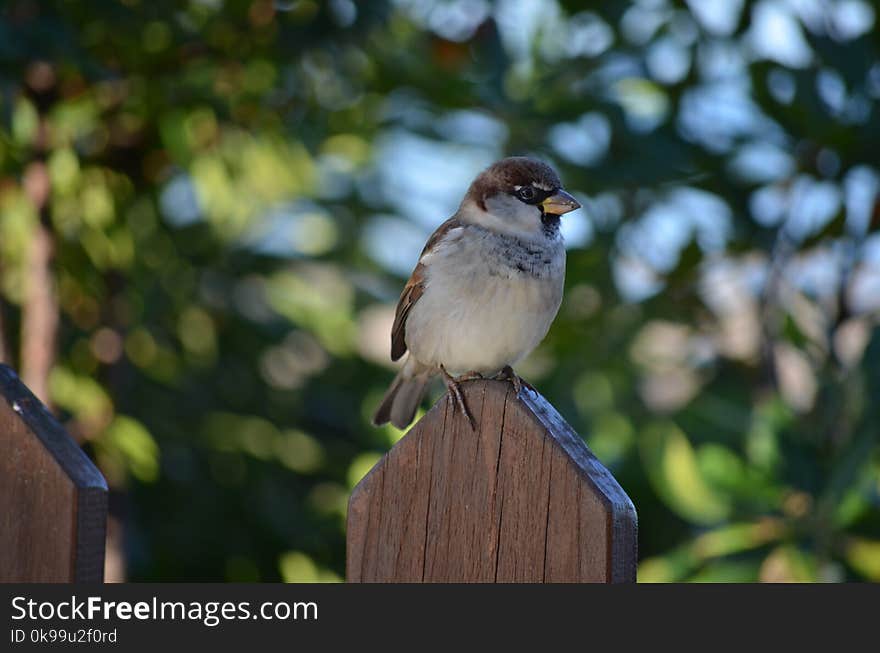 Bird, Fauna, Sparrow, Beak