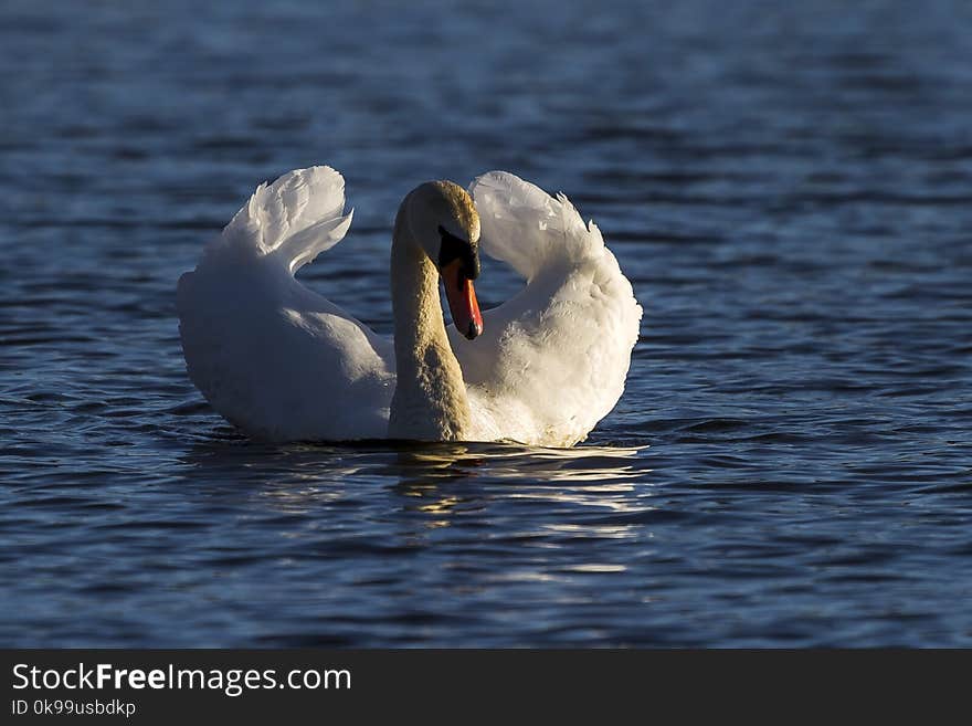 Swan, Bird, Water Bird, Ducks Geese And Swans