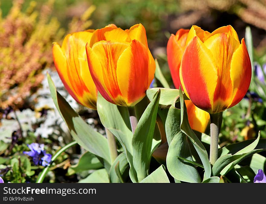 Flower, Plant, Tulip, Flowering Plant