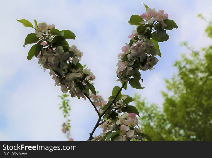 Blossom, Plant, Spring, Branch