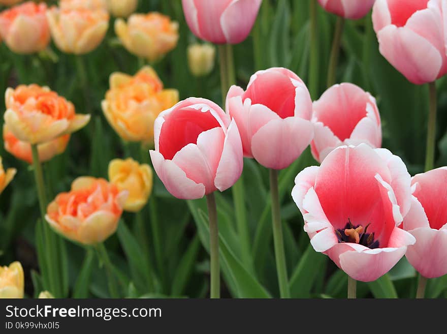 Flower, Plant, Flowering Plant, Pink