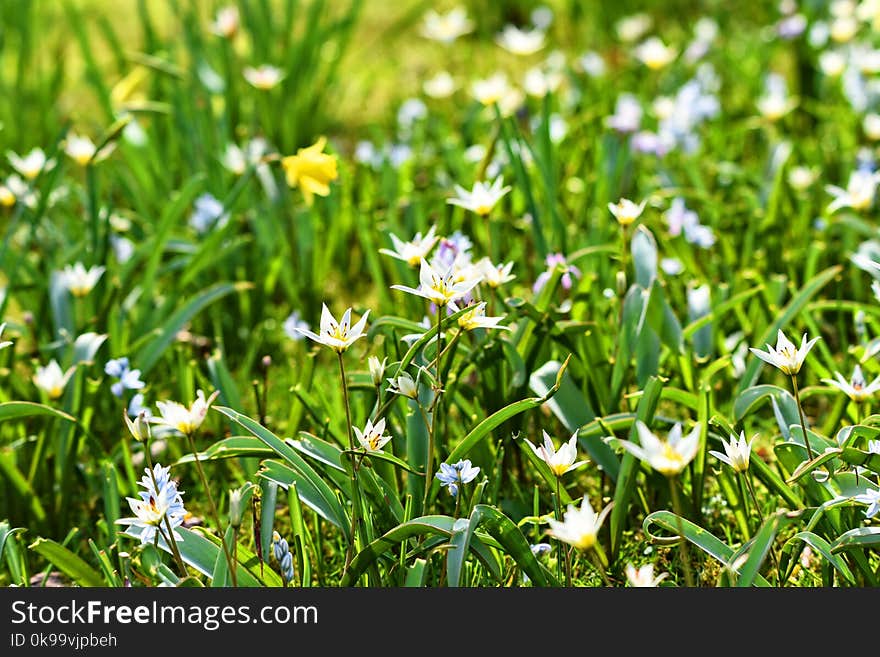 Plant, Flora, Flower, Grass