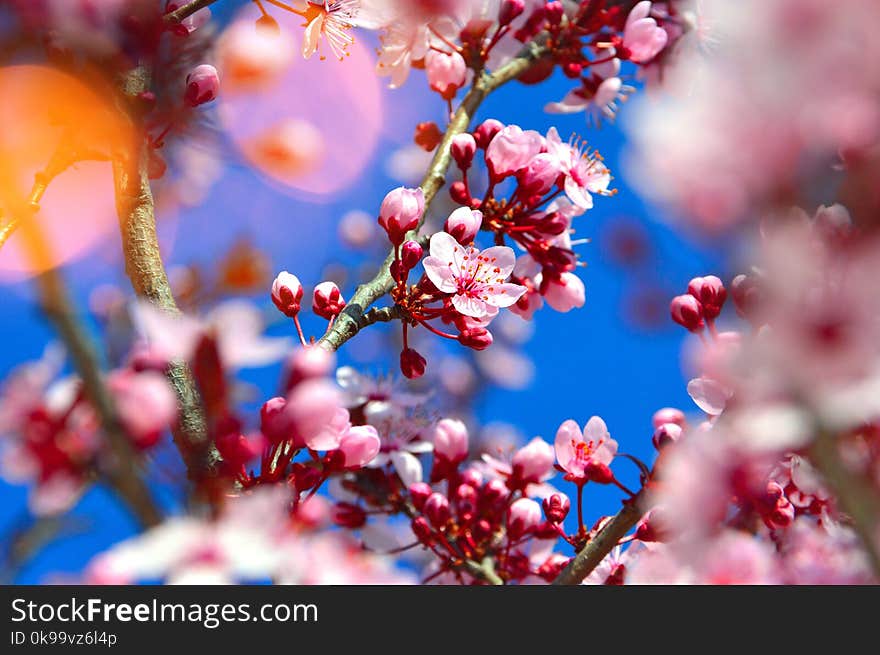 Blossom, Branch, Pink, Spring