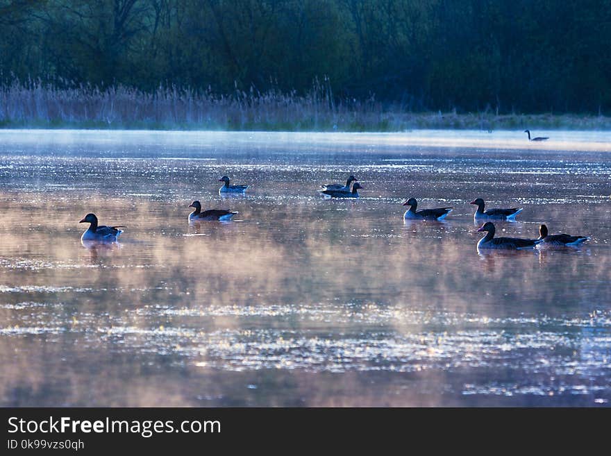 Water, Bird, Waterway, Water Bird