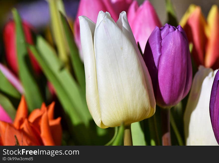 Flower, Tulip, Flowering Plant, Plant