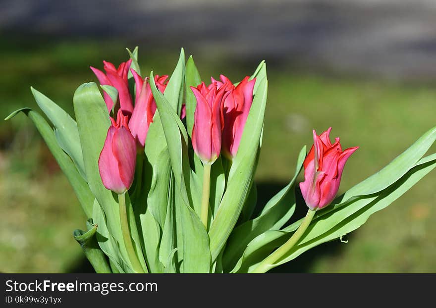 Flower, Plant, Flowering Plant, Tulip