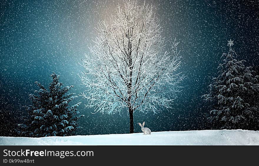 Winter, Snow, Nature, Tree