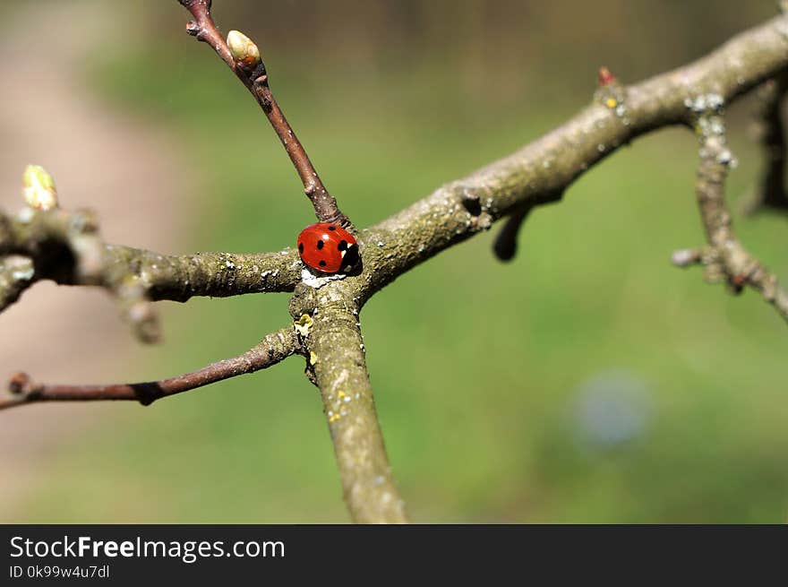 Branch, Twig, Tree, Plant Stem