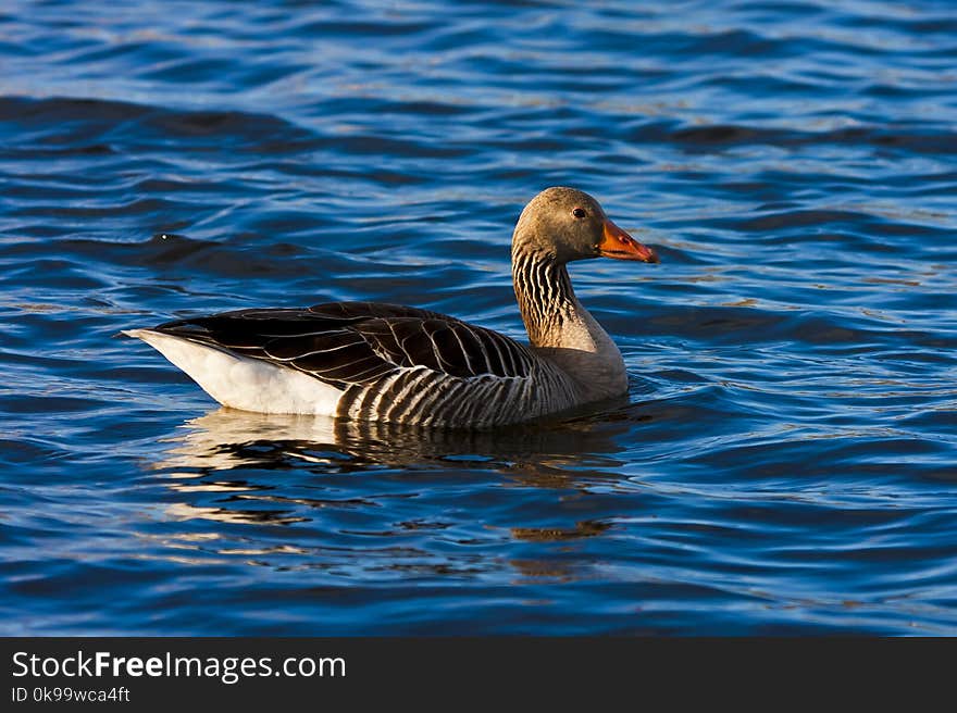 Bird, Water, Duck, Fauna