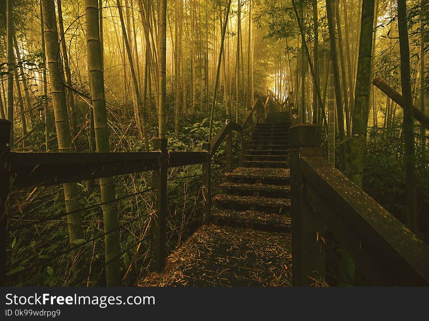 Nature, Forest, Woodland, Path