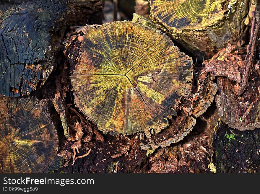 Leaf, Tree, Tree Stump, Plant