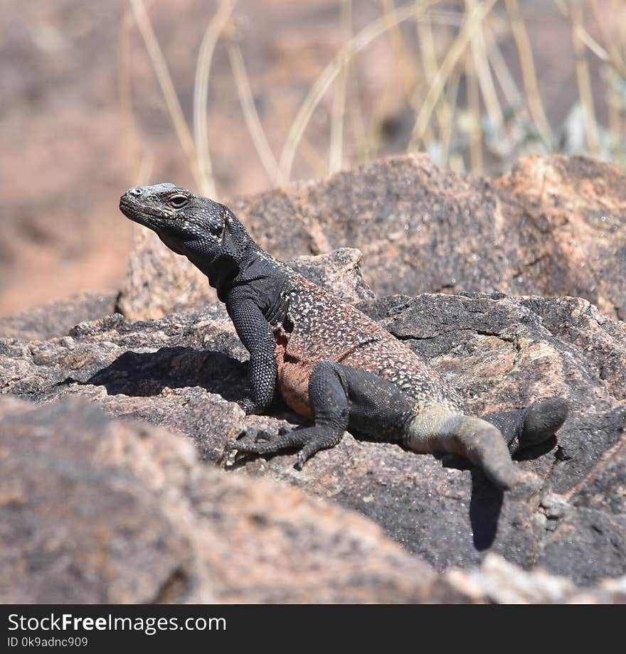 A chuckwalla lizard sits on a desert rock sunning itself. A chuckwalla lizard sits on a desert rock sunning itself