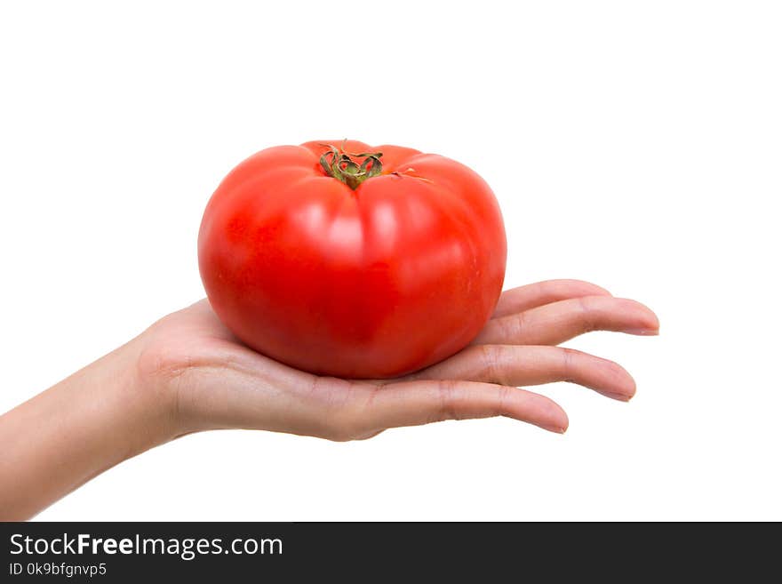 Woman`s hand showing fresh big red tomato isolated on white with clipping path