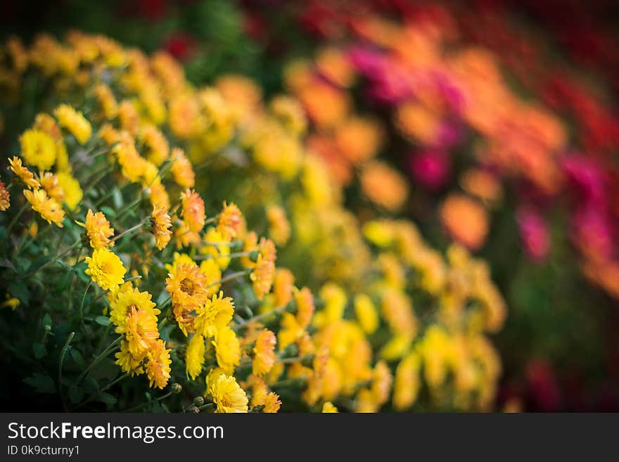 Close-up photo of colorful - yellow,pink,red,purple,orange- flowers in the botanical garden. Close-up photo of colorful - yellow,pink,red,purple,orange- flowers in the botanical garden