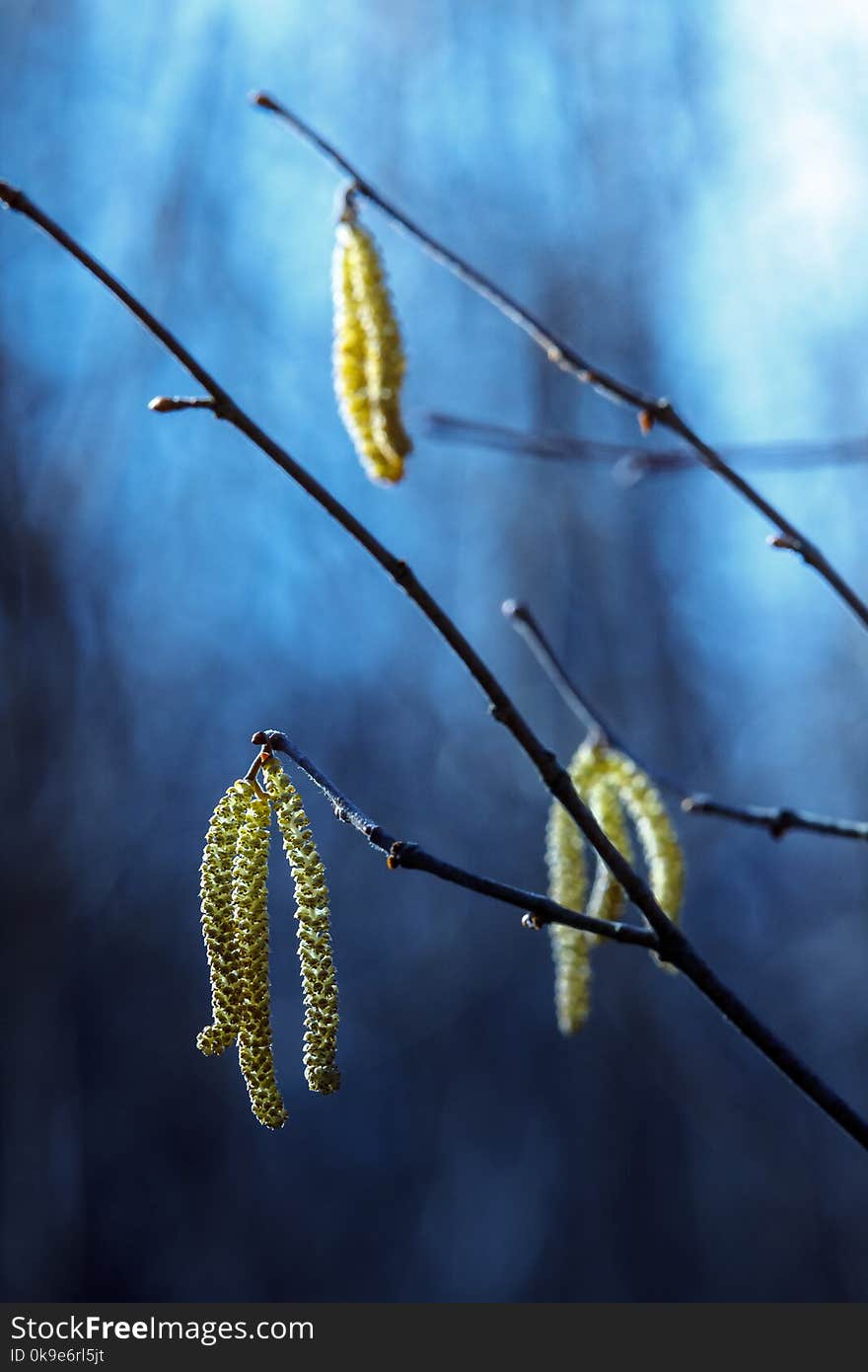 Flowering Branch Of Alder Catkins