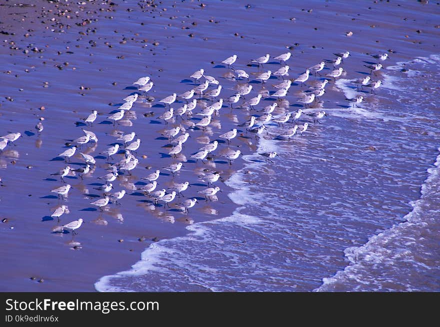 Sanderlings Wading A Ventura Beach.