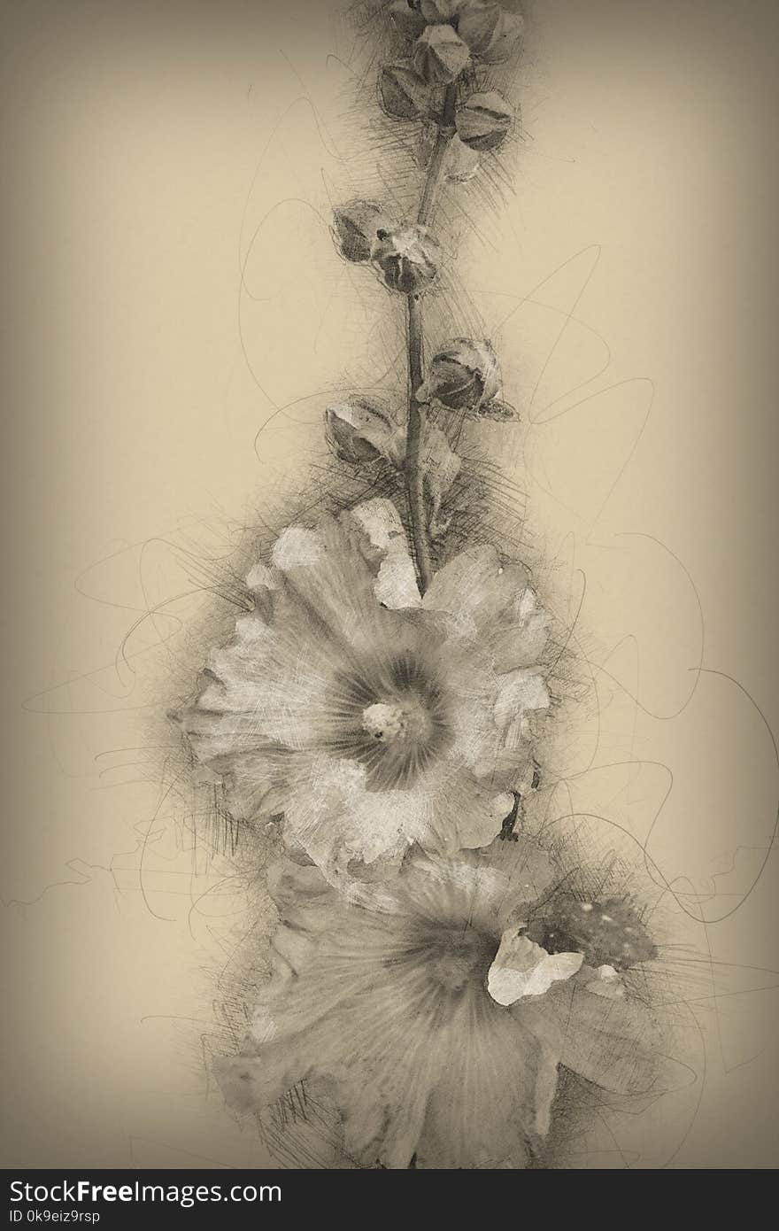 Blossom Common Hollyhock, Alcea Rosea, in drawing style. Blossom Common Hollyhock, Alcea Rosea, in drawing style