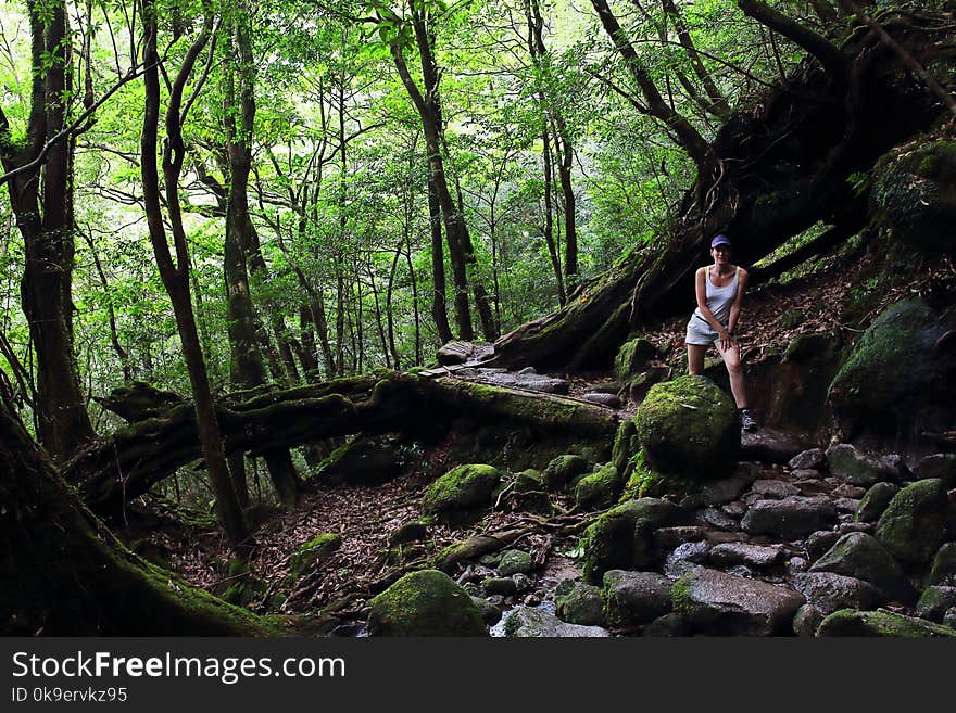 Young female hiker walking surrounded by ancient cedar trees in Shiratani Unsuikyo Ravinepark, one of the Yakushima island Natural recreation forests, Japan. Young female hiker walking surrounded by ancient cedar trees in Shiratani Unsuikyo Ravinepark, one of the Yakushima island Natural recreation forests, Japan.