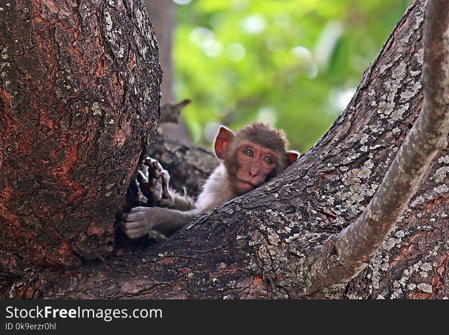 Monkey is in the park at Thailand.