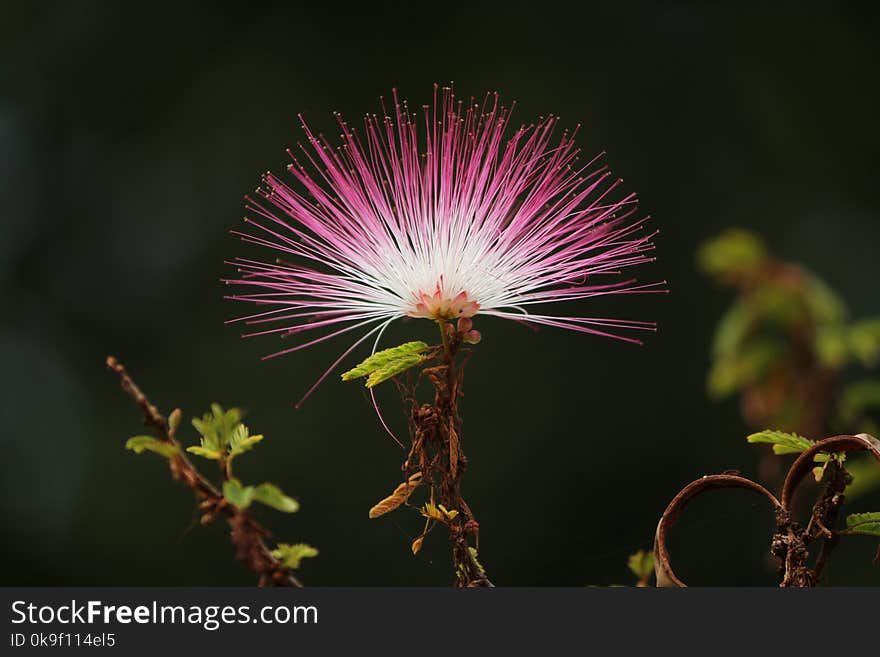 closeup flower Caliandra pink and white with natural blurred background. closeup flower Caliandra pink and white with natural blurred background