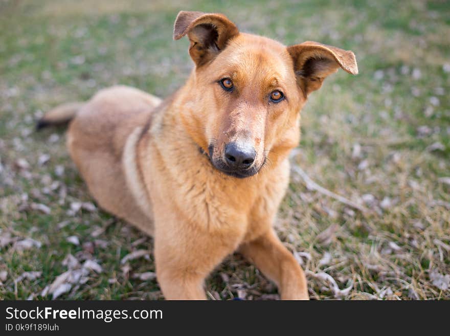 A German Shepherd Farm Dog