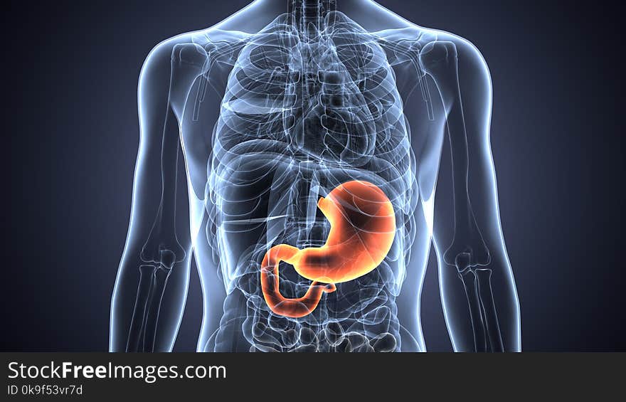 The stomach from ancient Greek στόμαχος, stomachos, stoma means mouth is a muscular, hollow organ in the gastrointestinal tract of humans and many other animals, including several invertebrates. The stomach from ancient Greek στόμαχος, stomachos, stoma means mouth is a muscular, hollow organ in the gastrointestinal tract of humans and many other animals, including several invertebrates.