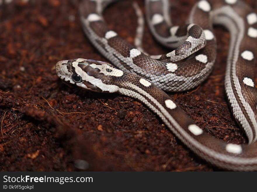 Portrait of a beautiful corn snake