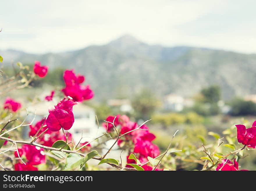 Close-Up Photography of Pink Bougainvillea