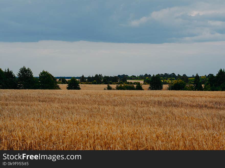 Brown Grass