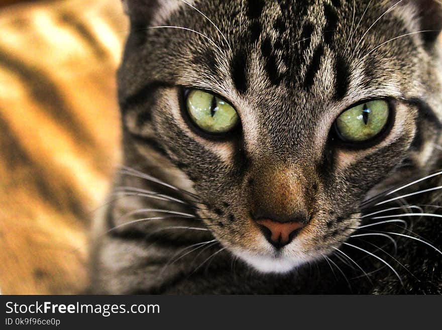 Close-up Photography of Gray and Black Cat