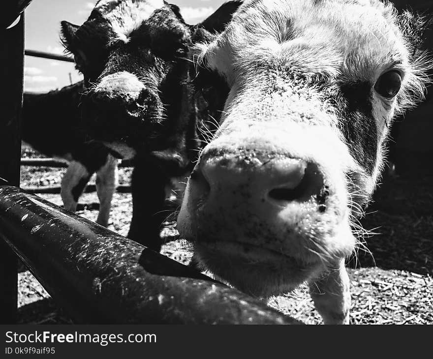 Grayscale Photograph of Two Cows